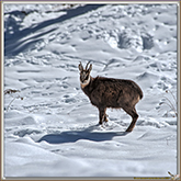 CHAMOIS